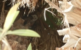 DSCN2736