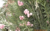 DSCN2900