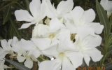 DSCN2902
