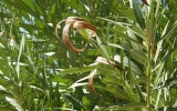 P2042393