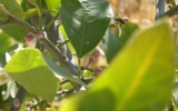 P2042403