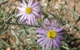P2042426