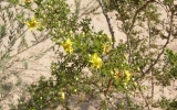 P2042433