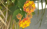 P2042439