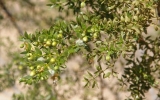 P3058135