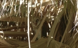 Barnowl2_082012