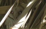 Barnowl_082012