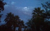 Palm Tree Dusk