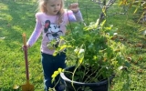 PotatoPlant_112013