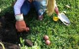 DiggingPotatoes_112013
