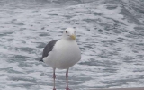 100T Jonathan Livingston Seagull