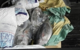 2013 Fish_012013