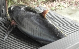 BIG Tuna_012013