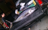 BIGfish_012013