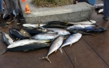 JayFish_092013