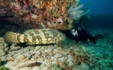 Key Largo Dives 1114 And 1115 107smalladj