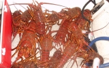 Lobster_Jan 2010