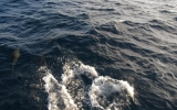 PB099294