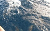 PB099295