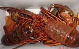 Lobster Dinner2010