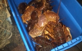 Lobsters And Crabs_022011
