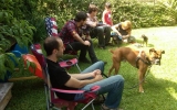 Motley Crew Of Dogs And Cool Cats_062011