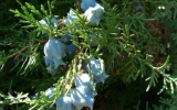 BlueRanchFlowers_2012
