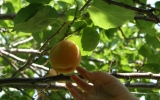 Apricot Picking_ 19 Months Old