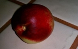 Nectarine_2012
