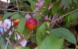 Nectarinesalmostripe_072012